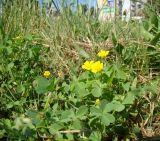 Oxalis stricta