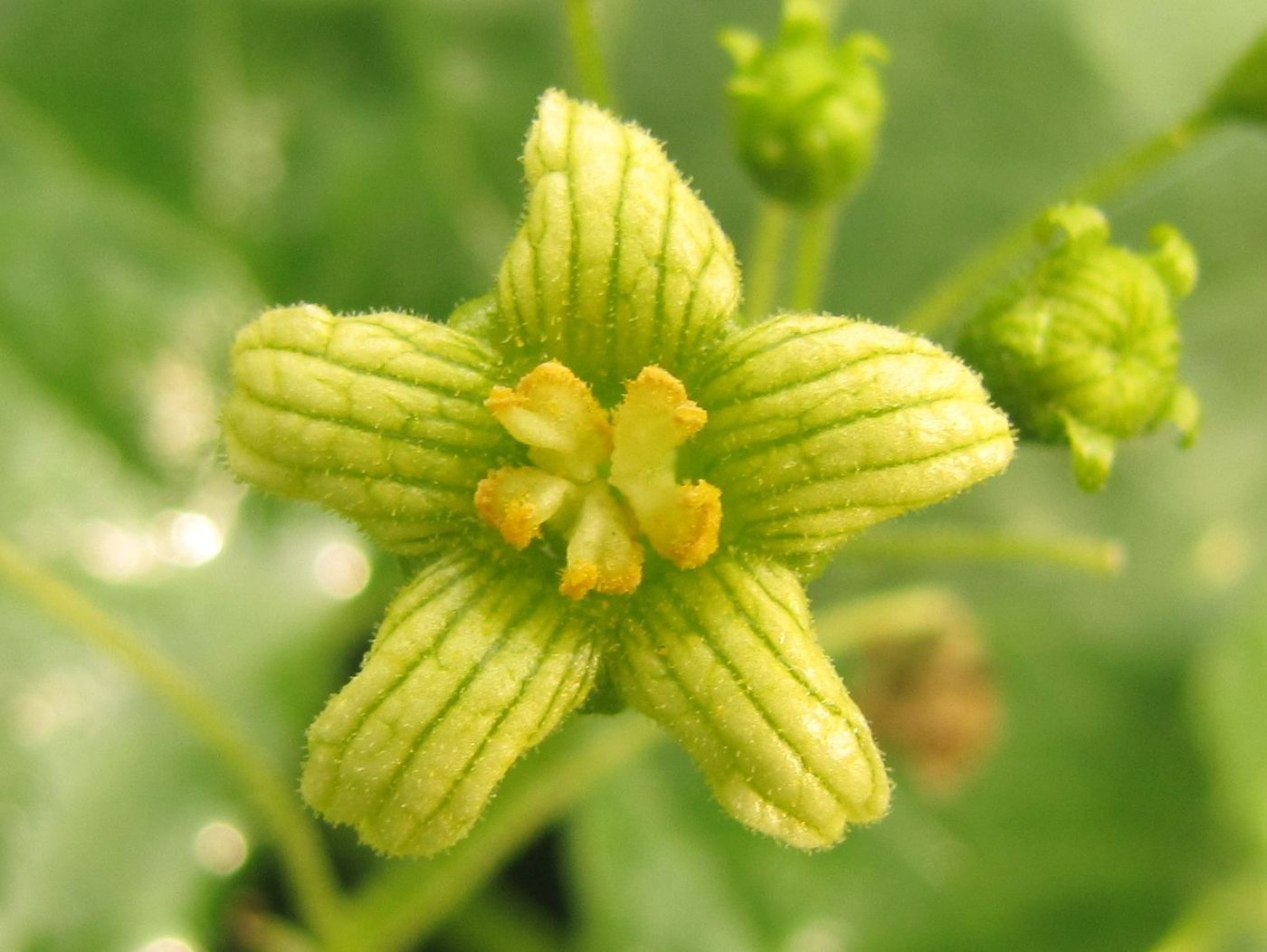 Image of Bryonia alba specimen.