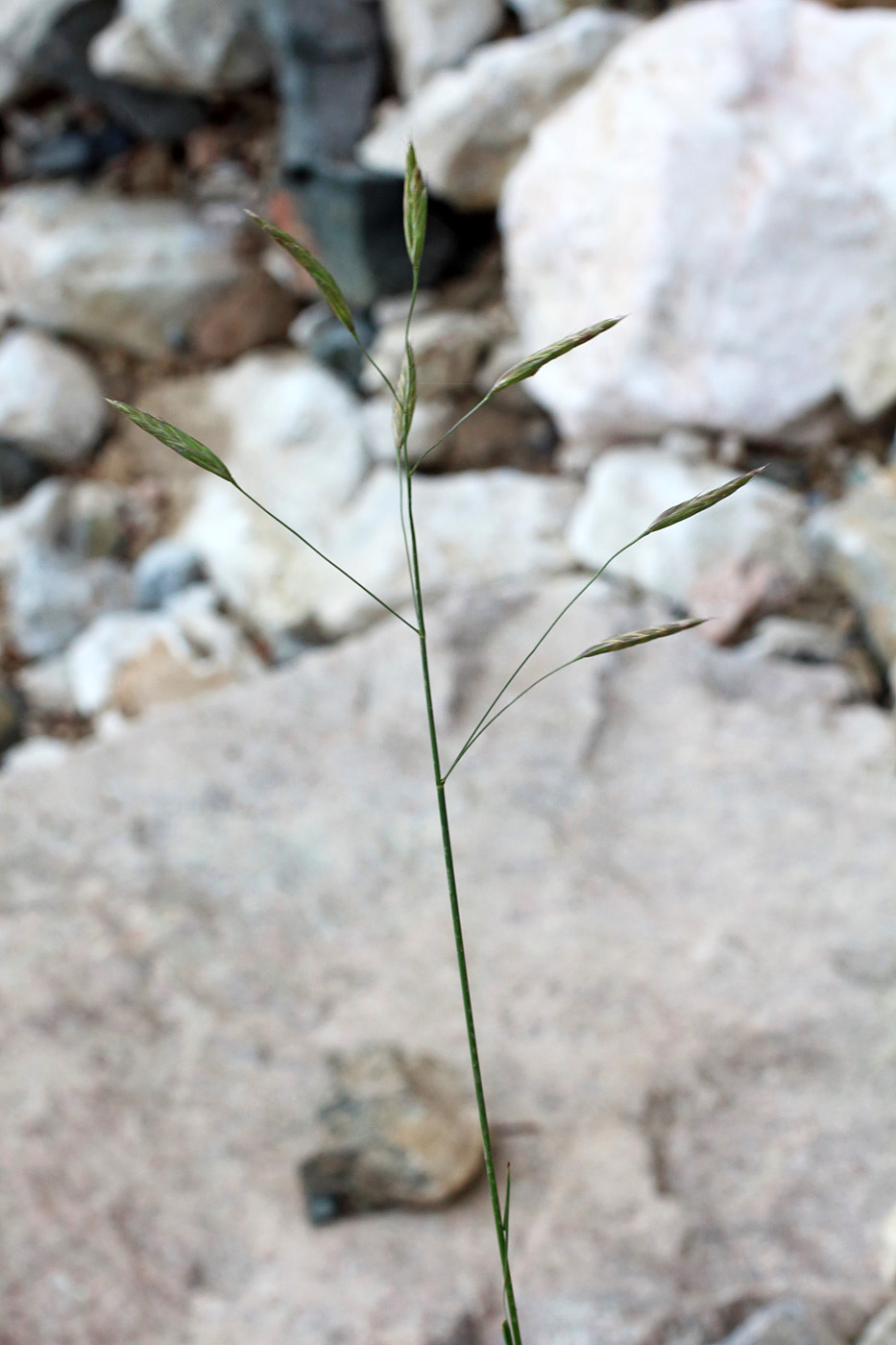 Image of Bromopsis paulsenii specimen.