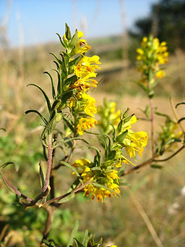 Image of Orthanthella lutea specimen.