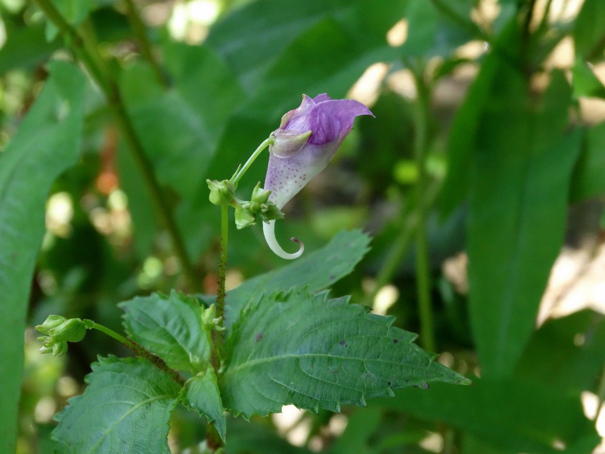 Изображение особи Impatiens furcillata.