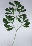 Image of taxon representative. Author is Сергей Наумов