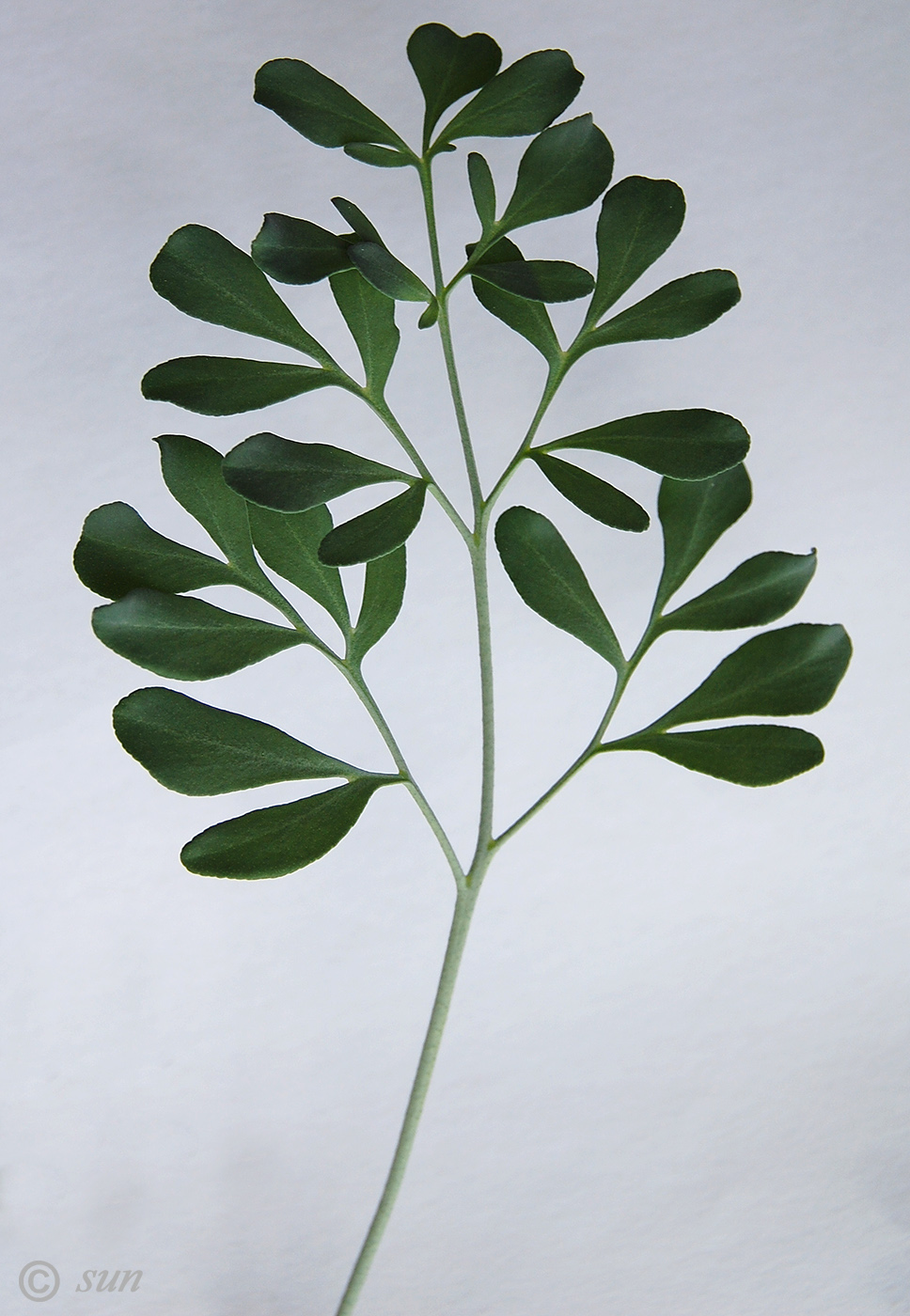 Image of Ruta graveolens specimen.