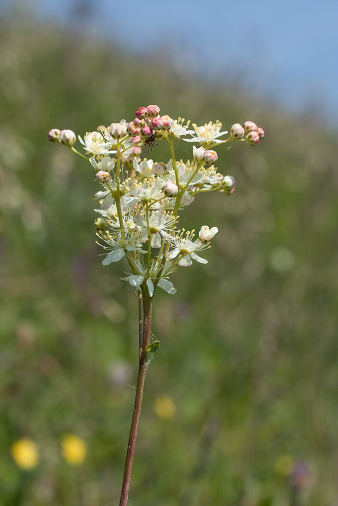 Image of Filipendula vulgaris specimen.