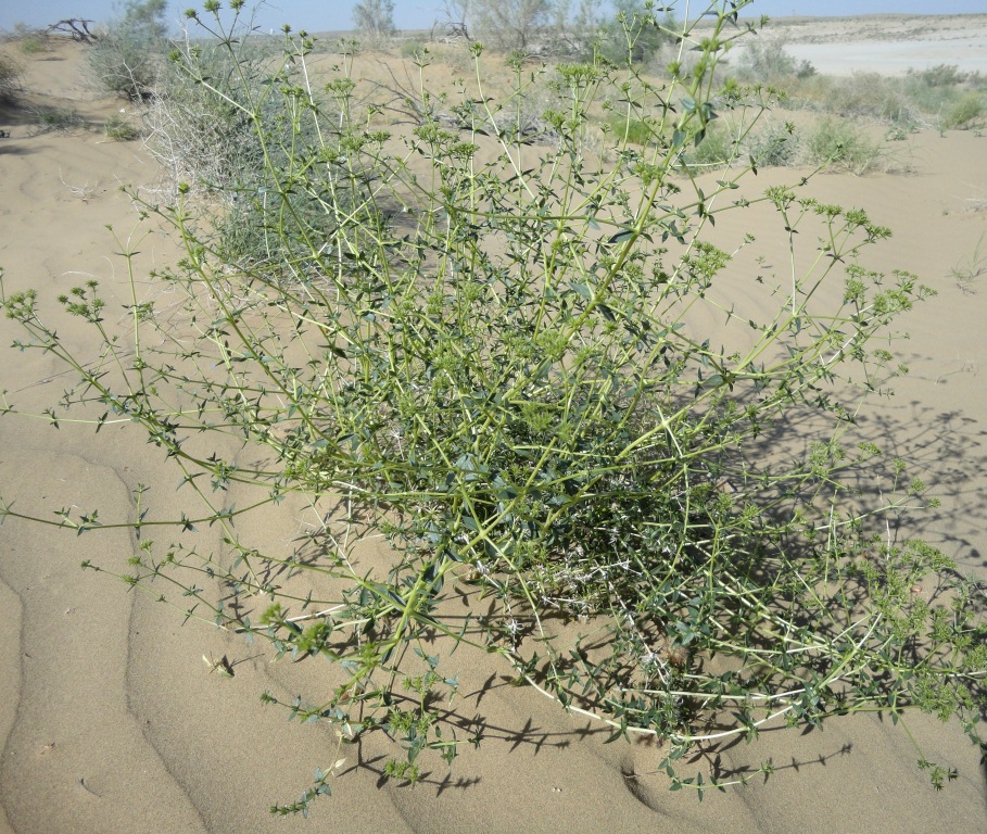 Image of Acanthophyllum elatius specimen.