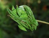 Desmanthus illinoensis