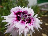 Dianthus chinensis