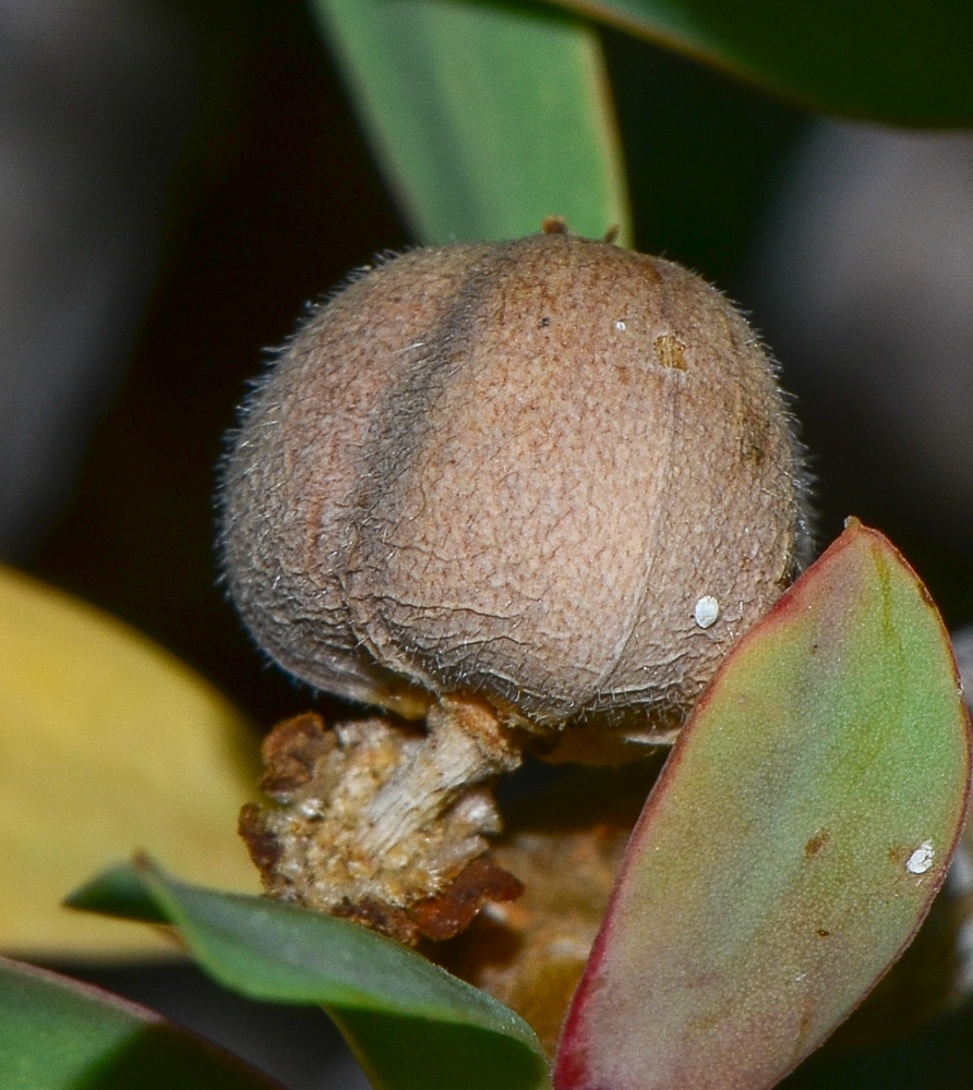 Изображение особи Euphorbia balsamifera.