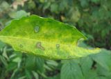 Capsicum annuum. Лист с поражениями. Краснодарский край, Абинский р-н, ст-ца Холмская, огород. 06.10.2016.