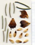 Picea pungens form glauca. Чешуйки шишки из средней части, хвоинки и семена (гербарный образец). Новосибирск, в культуре. 08.03.2010.