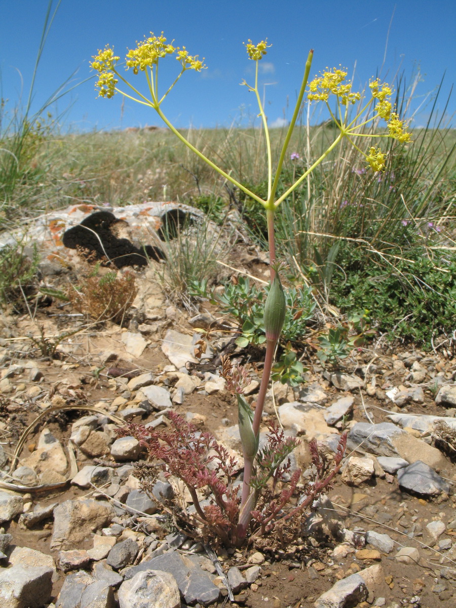 Image of Ferula karataviensis specimen.