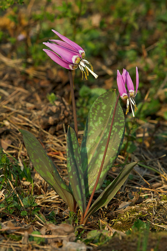 Изображение особи Erythronium sibiricum.