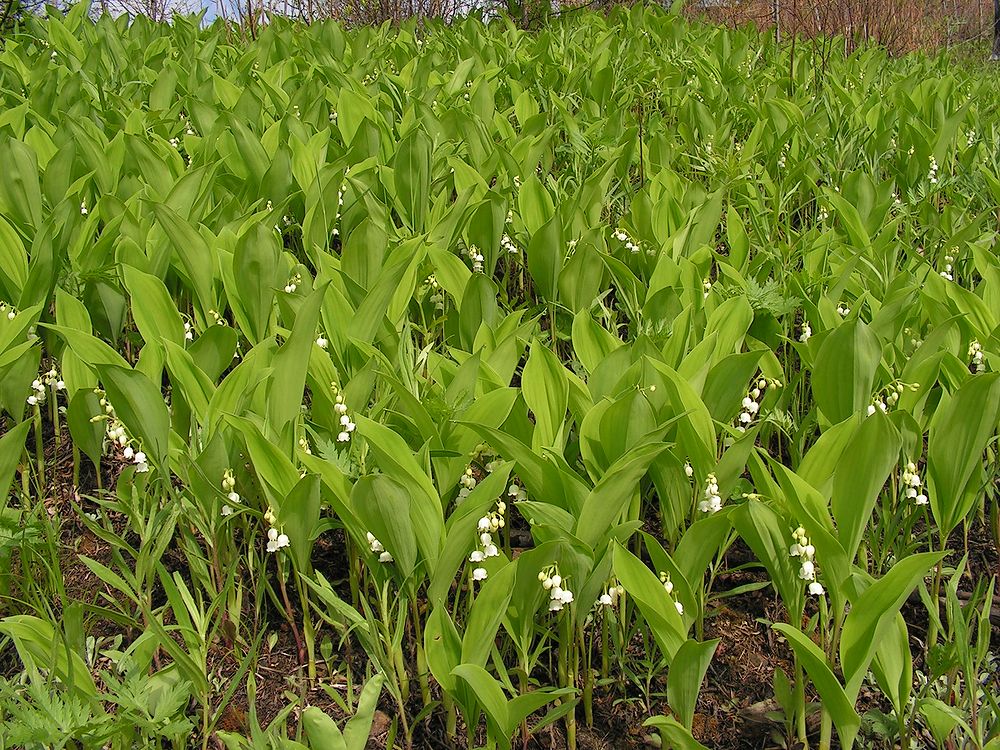 Image of Convallaria keiskei specimen.
