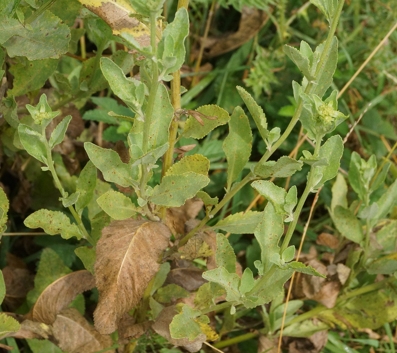Image of Pyrethrum balsamita specimen.