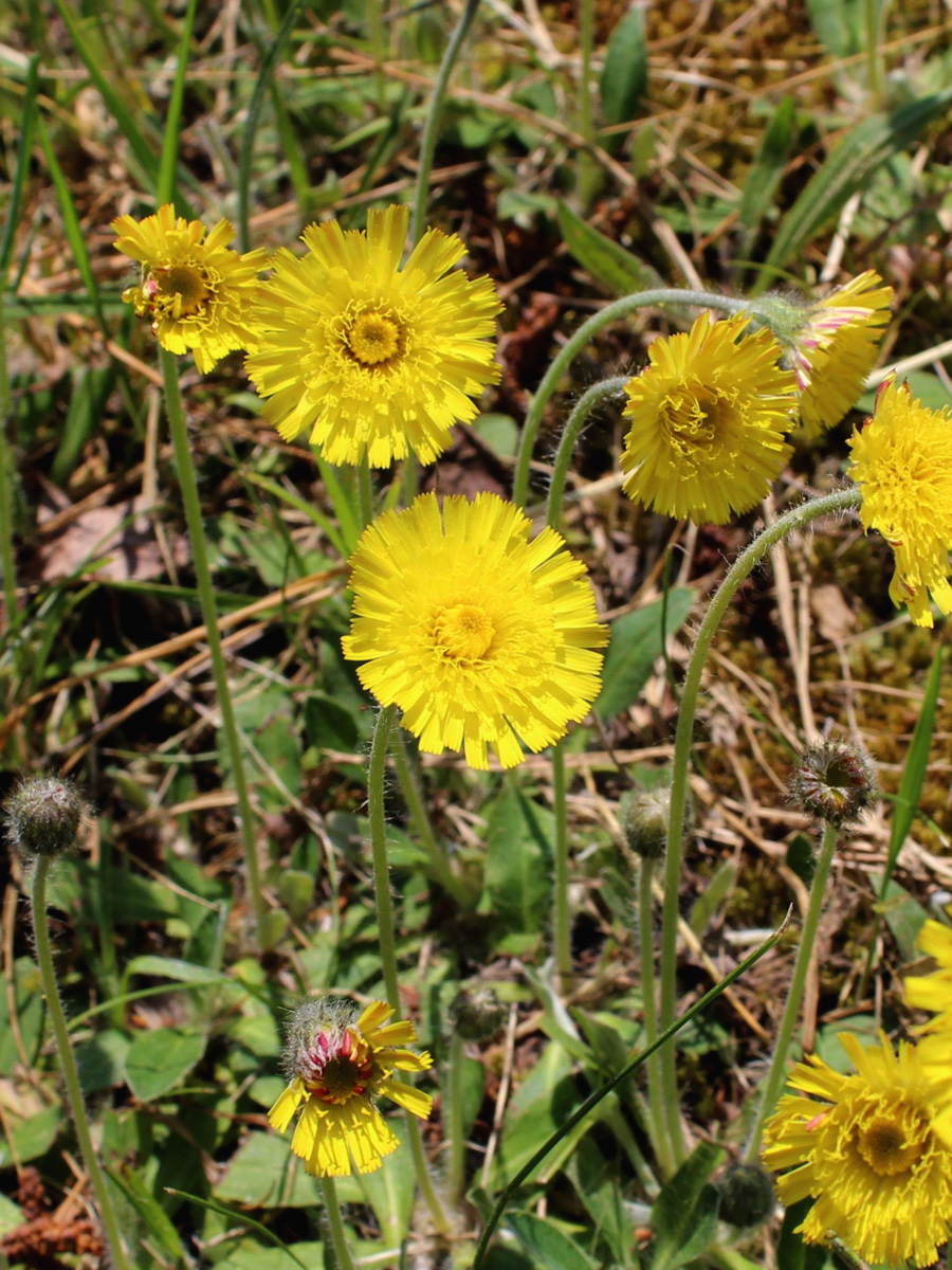 Изображение особи Pilosella officinarum.