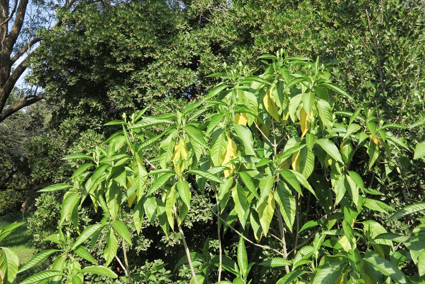 Image of Justicia adhatoda specimen.