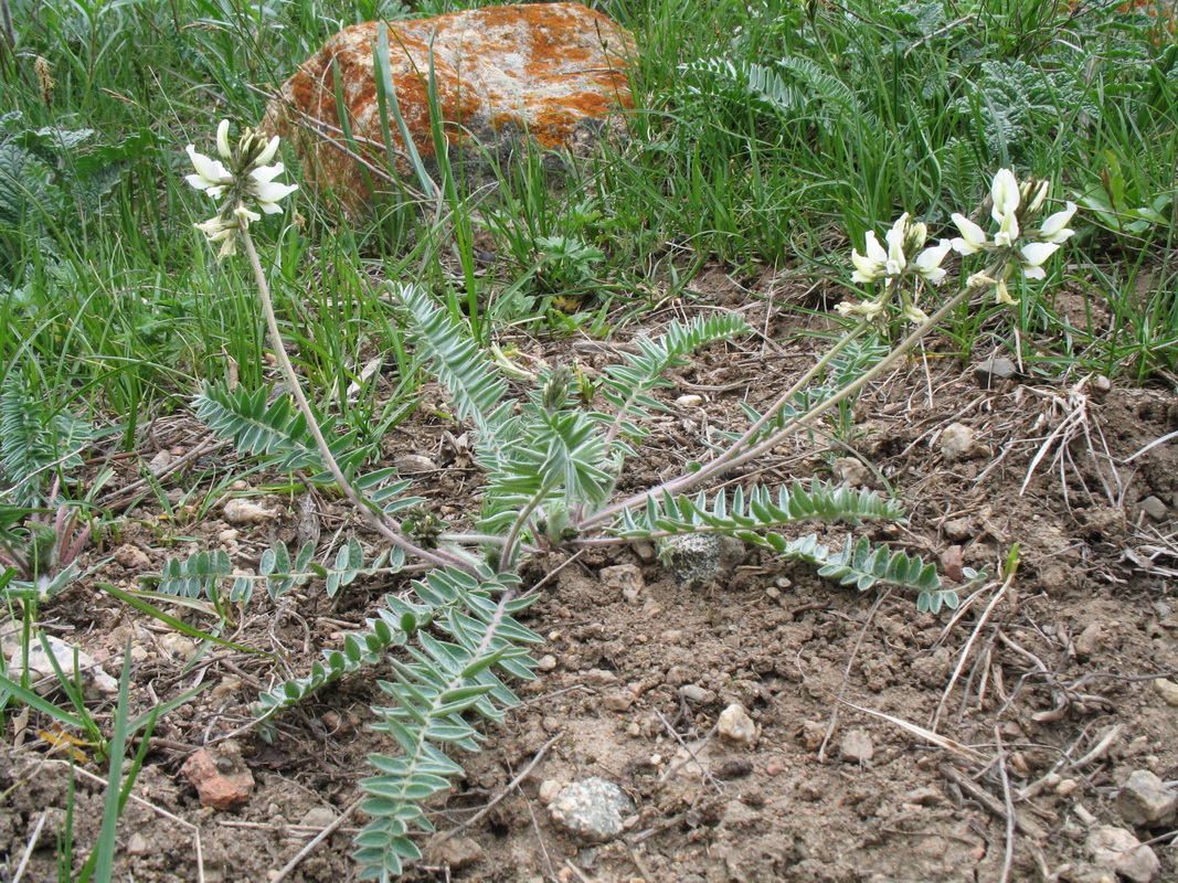 Image of Oxytropis ochroleuca specimen.