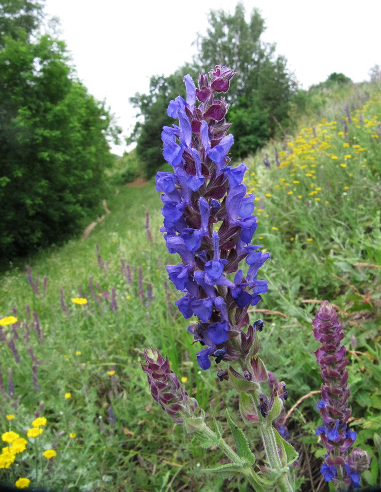 Изображение особи Salvia tesquicola.