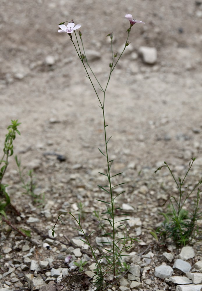 Изображение особи Linum tenuifolium.