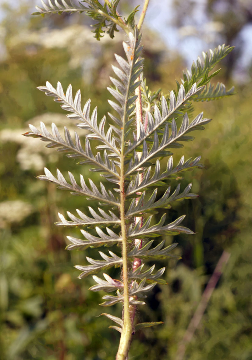 Image of Potentilla chinensis specimen.