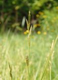 Carex brizoides