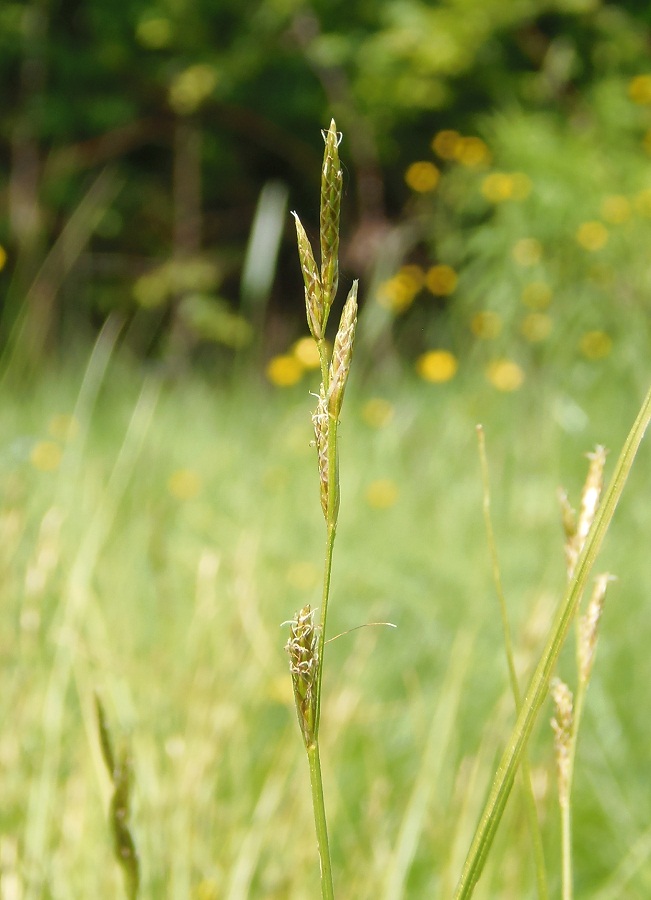 Image of Carex brizoides specimen.