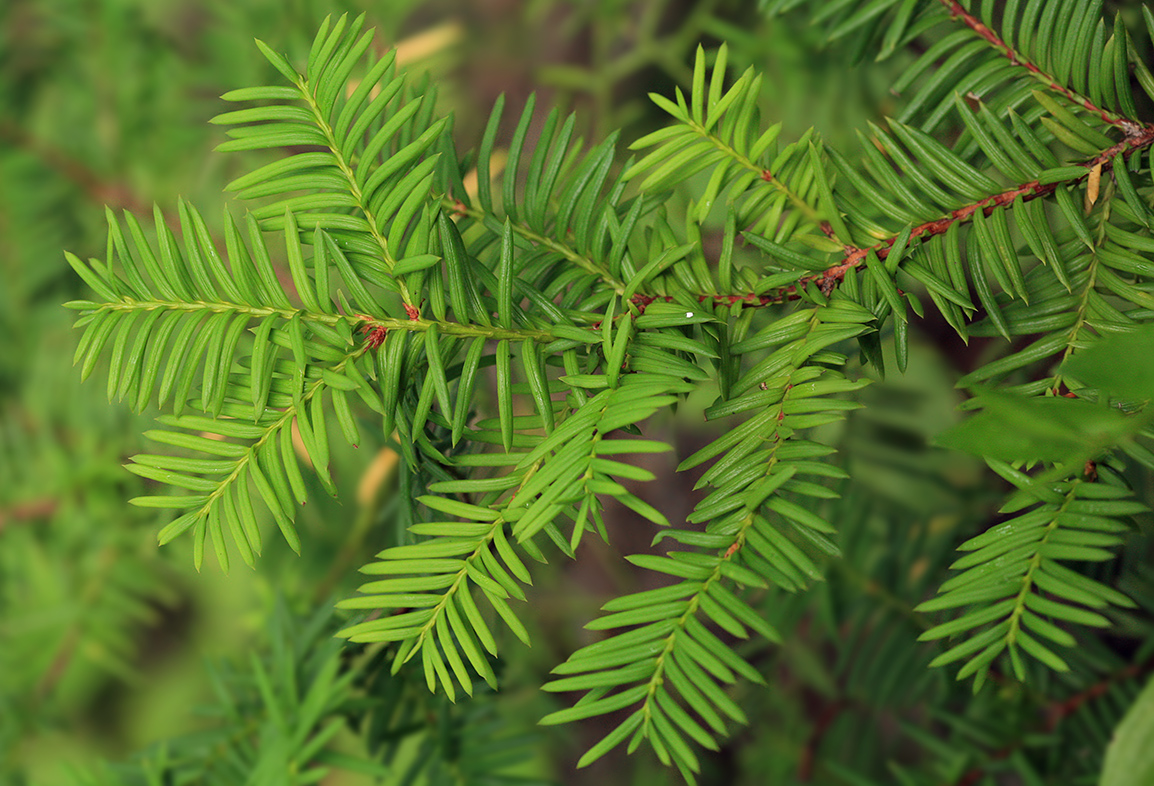 Изображение особи Taxus cuspidata.