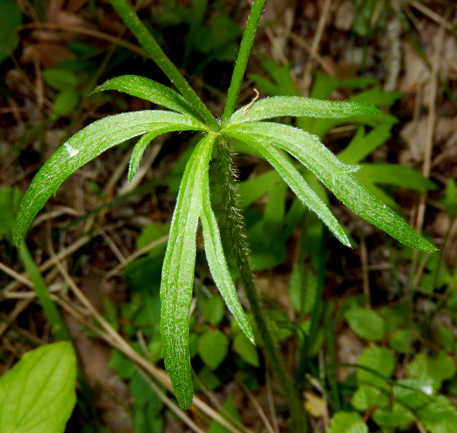 Image of Ranunculus meyerianus specimen.