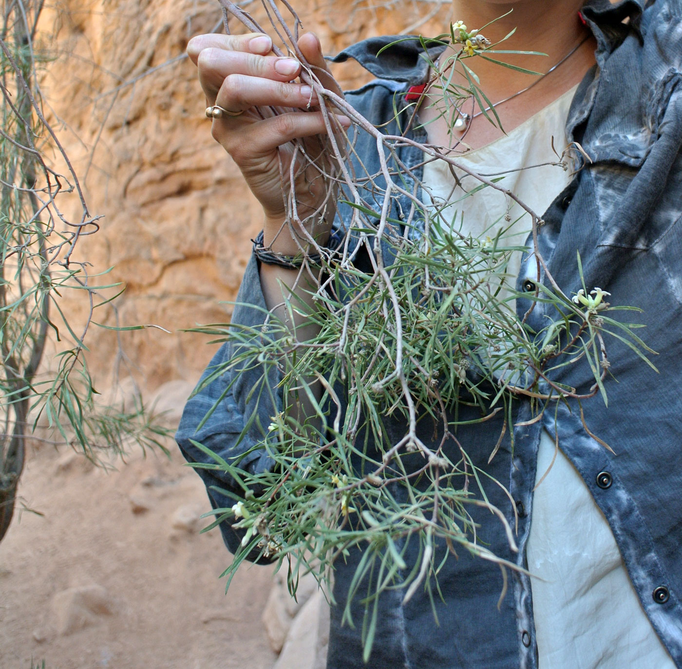 Image of class Magnoliopsida specimen.