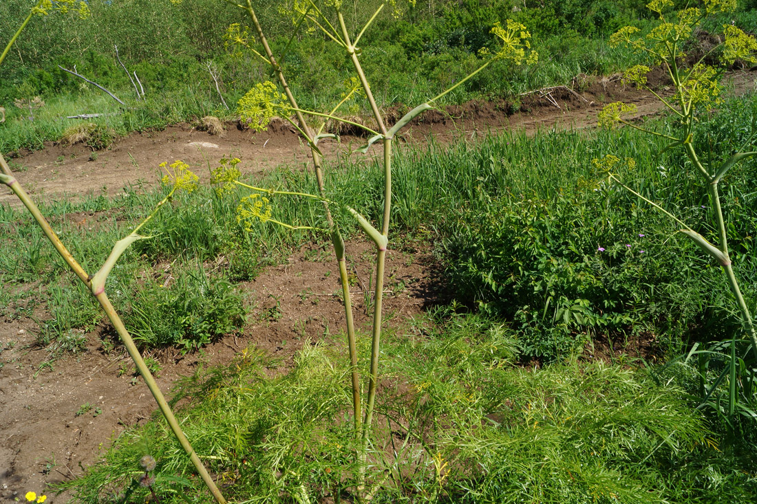 Изображение особи Ferula songarica.