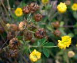 Trifolium aureum