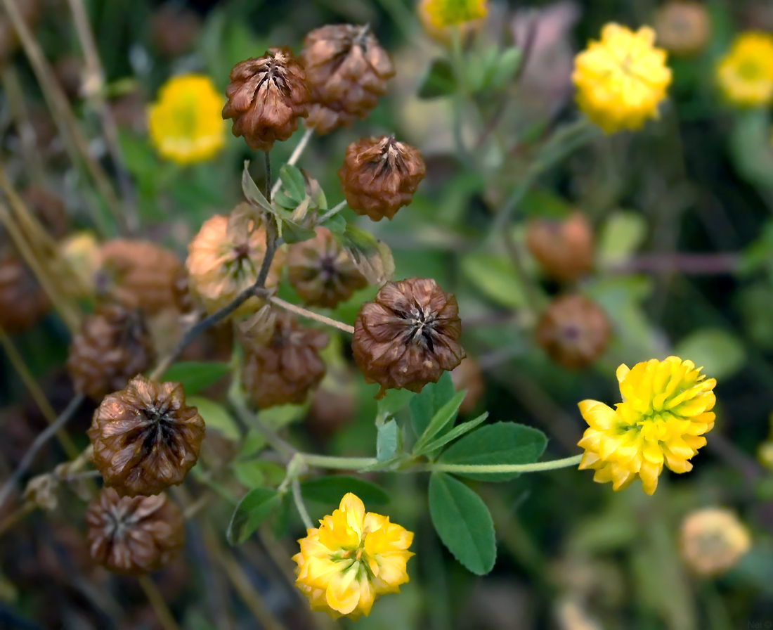 Изображение особи Trifolium aureum.