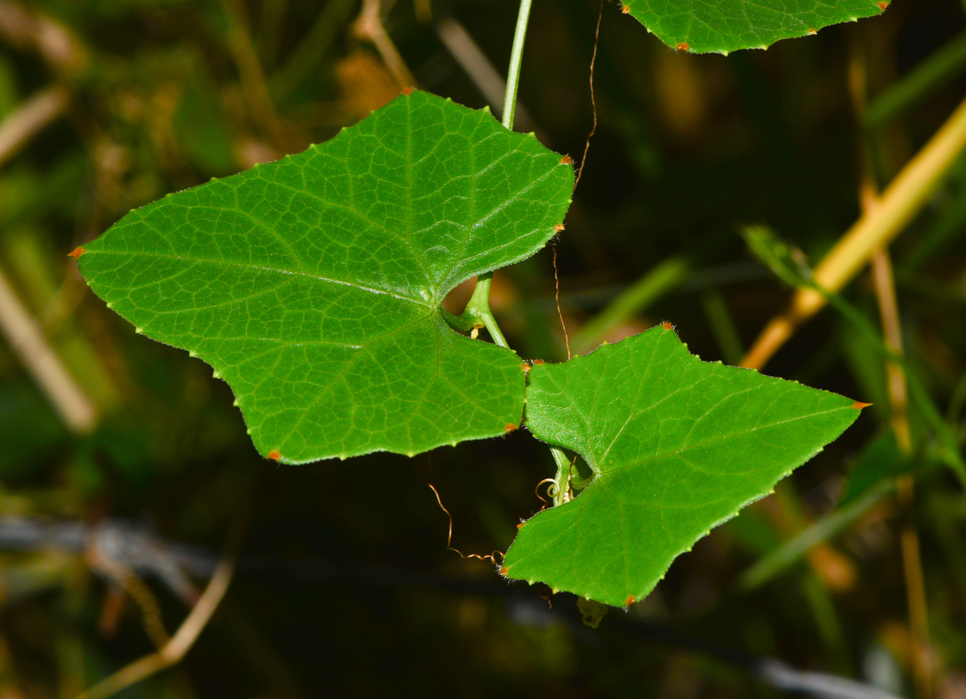 Image of Coccinia grandis specimen.