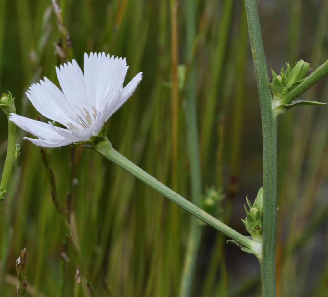 Image of Cichorium intybus specimen.