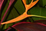 Heliconia angusta. Соплодие. Таиланд, о-в Пхукет, курорт Ката, территория гостиницы, в культуре. 09.01.2017.