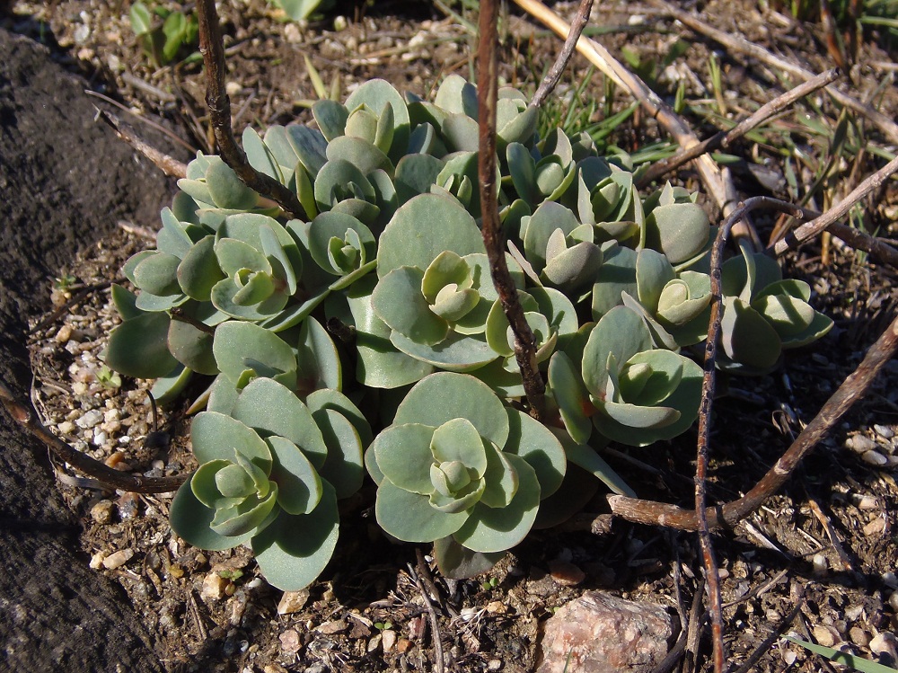 Image of Hylotelephium stepposum specimen.