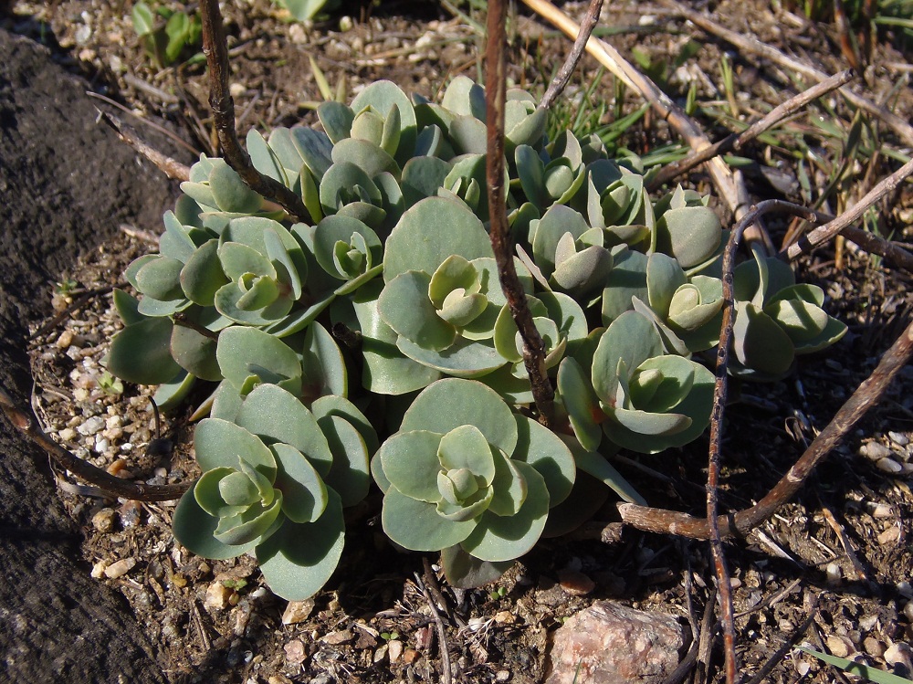 Изображение особи Hylotelephium stepposum.