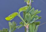 Caragana mollis. Часть побега с бутонами и листьями. Молдова, Кишинёв, Ботанический сад АН Молдовы, участок остепнённого склона. 10.04.2017.