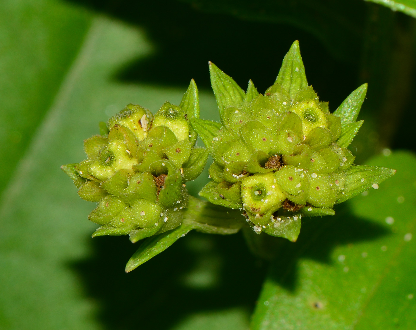 Image of Melanthera biflora specimen.