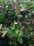 Orchis &times; wulffiana nothosubsp. suckowii