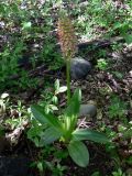 Orchis × wulffiana гибридный подвид suckowii