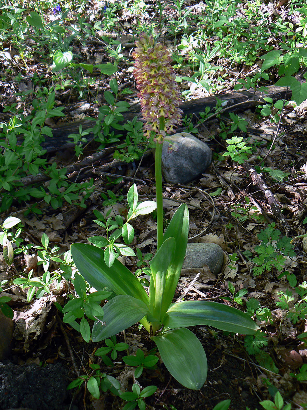 Изображение особи Orchis &times; wulffiana nothosubsp. suckowii.