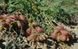 Astragalus suprapilosus