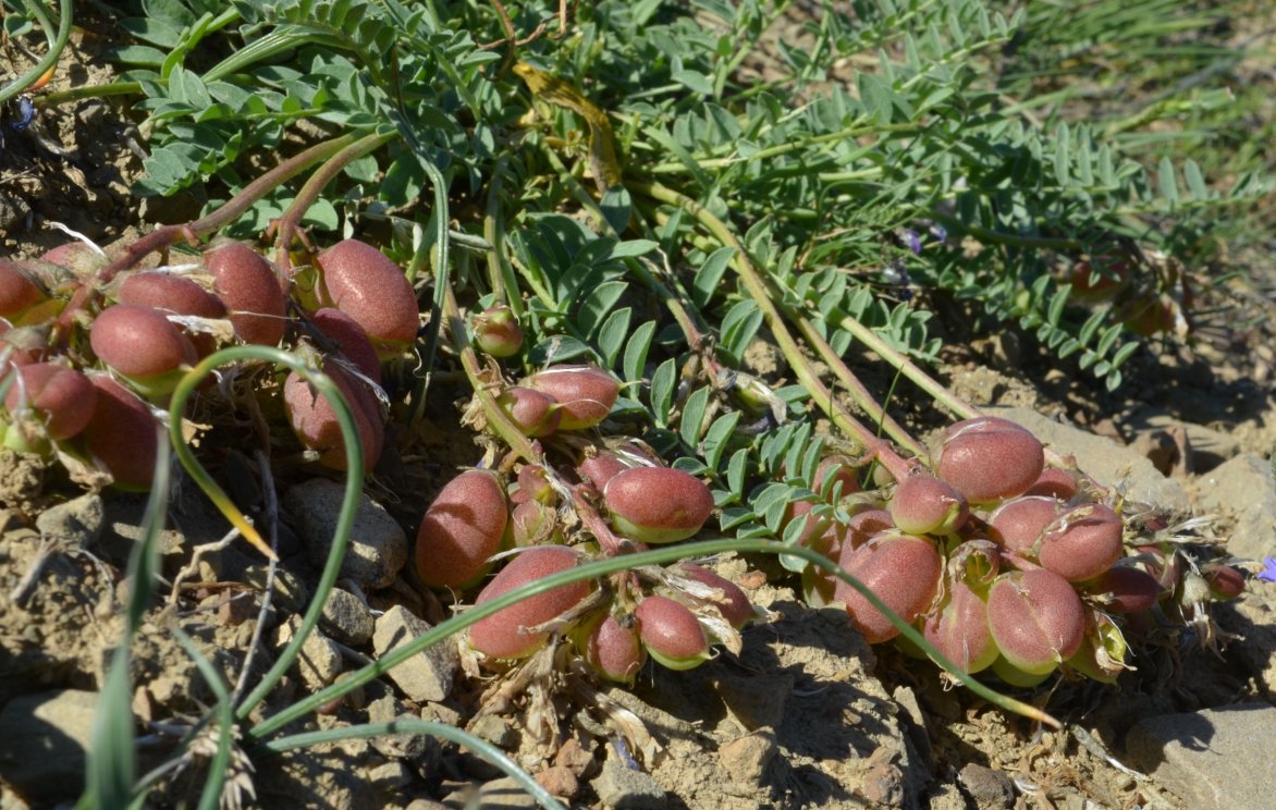 Image of Astragalus suprapilosus specimen.