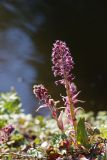 Petasites hybridus