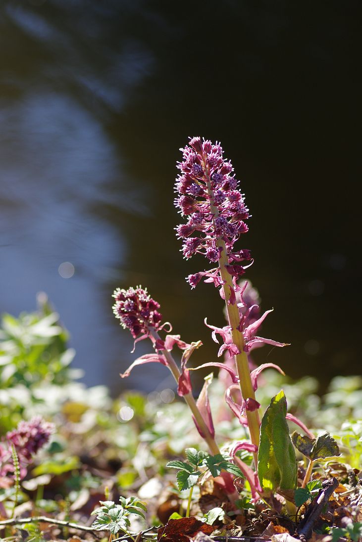 Image of Petasites hybridus specimen.