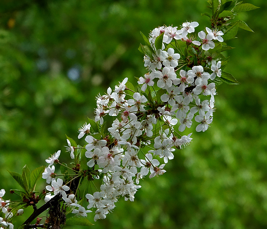 Изображение особи Cerasus vulgaris.