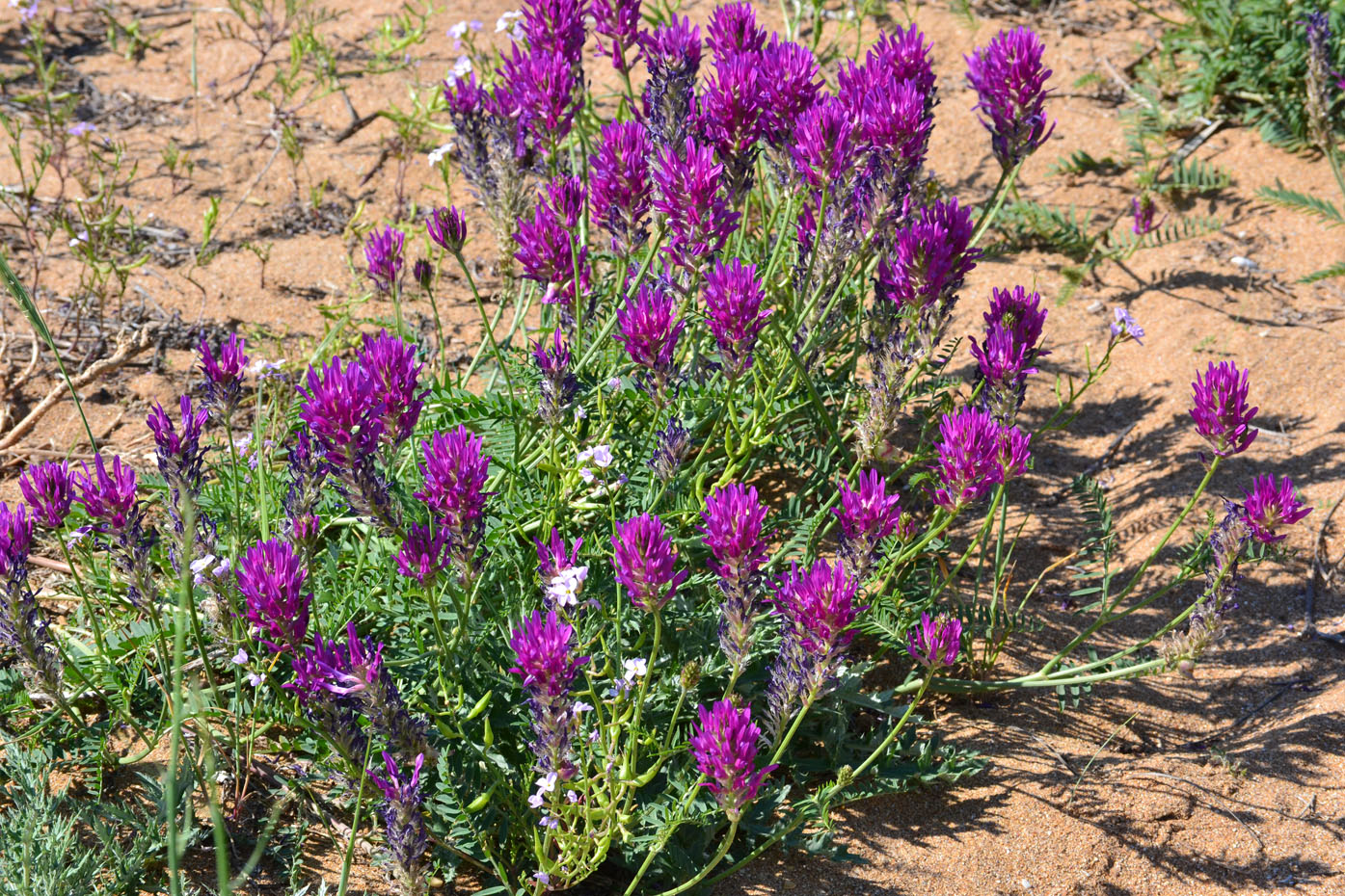 Изображение особи Astragalus borysthenicus.