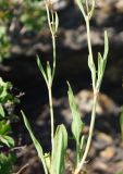 Rumex acetosella. Средние части цветущих побегов. Восточный Казахстан, г. Усть-Каменогорск, восточные окр., Лесхоз, каменистая сопка. 12.06.2017.