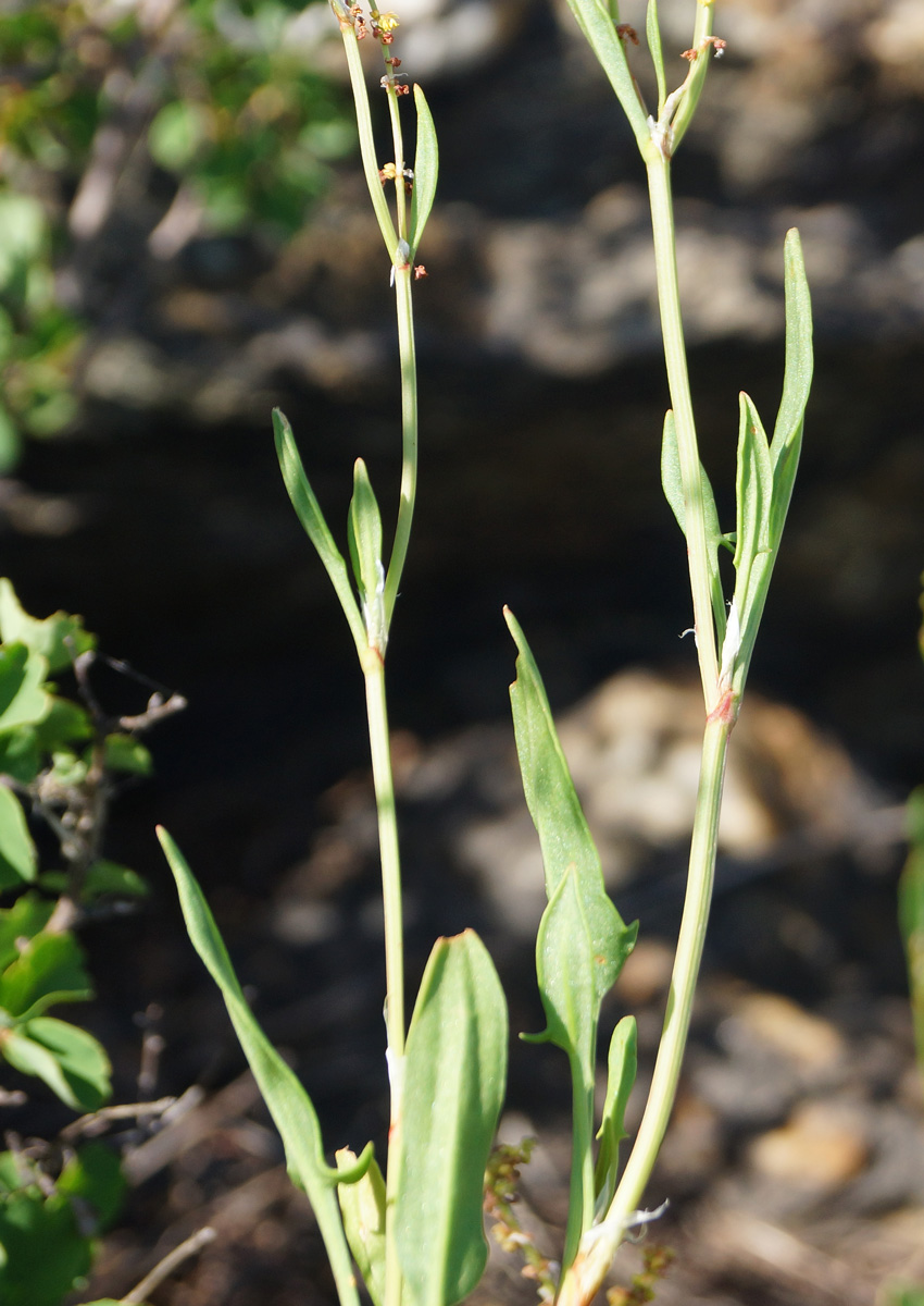 Изображение особи Rumex acetosella.